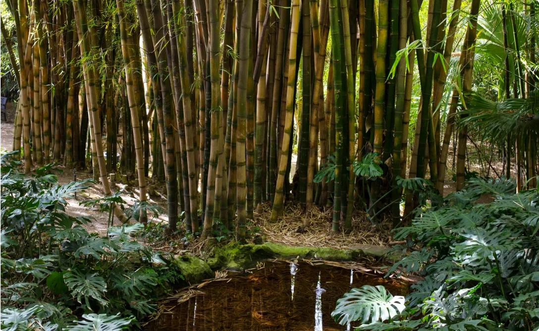 Bamboo Planting