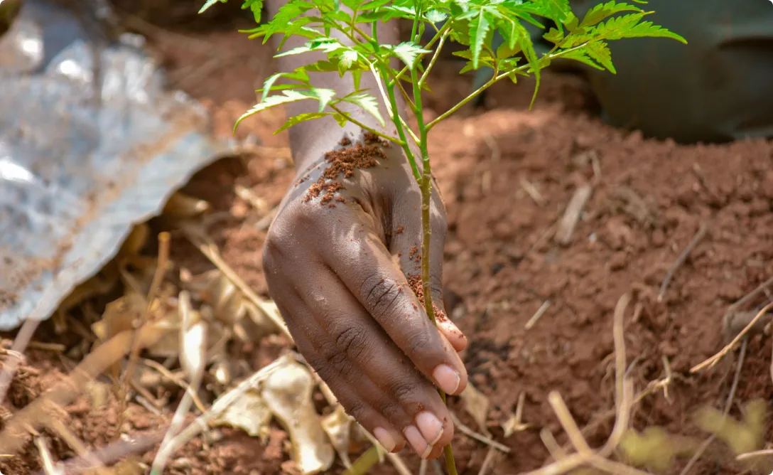Ecosystem Regeneration